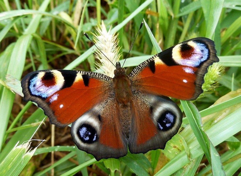 Alata meraviglia - Aglais io, dal bruco all''adulto